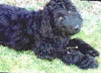 Close up - The front right side of a black Australian Labradoodle that is laying down in a field and its head is slightly tilted to the left.