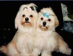 Two tan Lhasa Apsos are sitting next to each other very close side by side. They both are wearing ribbons in their top knots. One is pink and the other is a teal-blue ribbon.