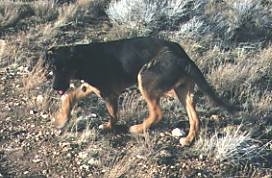 The left side of a black with brown Shepweiler puppy that is walking across a rocky and grassy surface. It is looking forward, its mouth is open and its tongue is out.