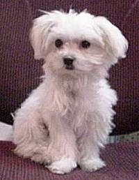 A small white Maltese is sitting on a cloth computer chair and looking to the left.