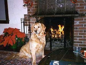 Asti the Golden Retriever sitting in front of a fireplace