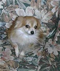 Flosie the Pomeranian sitting on a couch