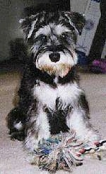 Front view - A black with tan Miniature Schnauzer is sitting on a carpet and there is a rope toy in front of it.