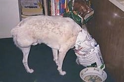A white Australian Cattle Dog/Border Collie mix has three legs and its head in a bag of dog food.