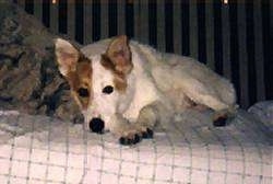 A perk-eared, white with tan Australian Cattle Dog/Border Collie mix is laying down on a human's bed looking forward.