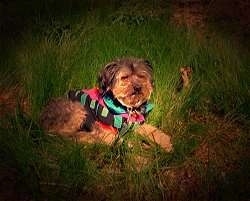 A medium-haired, wiry looking, black with brown mixed breed dog is wearing a colorful pink, blue, green and black bandana and it is laying in grass. The dog looks like Benji from the classic movies.