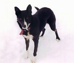 View from the front - A black with white Border Collie/Black labrador mix is standing on snow and it is looking forward.