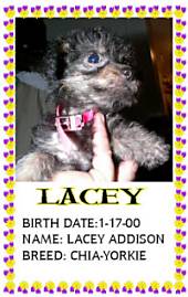 Lacy the Chorkie is being held against a person. Overlayed is a white box that takes up half of the photo. Over top of the white block are words. The Words are - Lacey Birth Date: 1/17/00 Name: Lacey Addison Breed: Chia-Yorkie