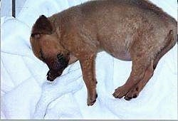 A small, brown Mastiff/Golden Retriever mix puppy is sleeping on its right side on top of a bed.