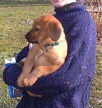 A brown Mastiff/Golden Retriever mix puppy is being held up in a persons arm. The person is wearing a purple sweater and holding a box of Oreos.