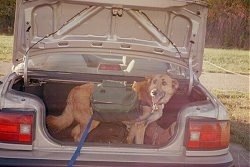 A tan with white Shepherd mix is standing in the open trunk of a vehicle. The dog is wearing a green backpack and a blue leash. Its mouth is open and its tongue is out.