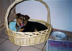 A black with tan Shepherd/Terrier mix puppy is laying in a wicker basket in front of a cabinet. The puppies mouth is open and it looks like it is smiling.