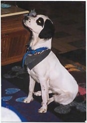 Side view - A white with black Brittany Spaniel/Australian Shepherd mix breed dog is wearing a black and blue bandana and looking up. The dog's body is all white with black on the ears and around its eye.