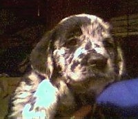 A small, harlequin patterned black and white Golden Retriever/Great Dane mix puppy is being held over the shoulder of a person in a blue shirt.