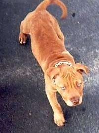 Topdown view of a red-nose American Pit Bull Terrier puppy walking down a blacktop surface and it is looking up.