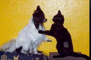 A white and black Papillon dog sitting face to face with a black cat who has its paws on the dog's shoulders 