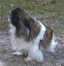 Side view - A barking white and brown with black Pekingese is sitting in grass and it is looking up and to the left.