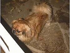 A brown with tan and white Pekingese is standing on a walkway and it is looking to the left through a white gate.