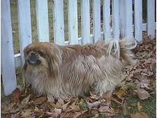 Side view - A brown with tan Pekingese is standing in grass looking forward in front of a white picket fence.