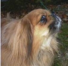 Close up side view head shot - A brown with tan Pekingese is standing in grass. It is actively barking looking up and to the right.