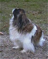 A barking white and brown with black Pekingese is sitting in grass, it is looking up and its head is tilted up.