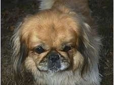 Close up front view head shot - A brown with tan and black Pekingese is standing in grass and it is looking forward.
