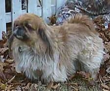 Side view - A tan and brown with black Pekingese dog is standing in grass looking to the left in front of a white picket fence.