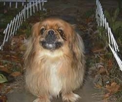 Front view - A barking brown with tan and white Pekingese is standing on a stone walkway at night.