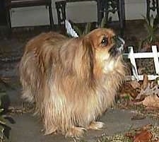 Front side view - A barking brown with tan Pekingese is standing on a walkway and it is looking up and to the right.