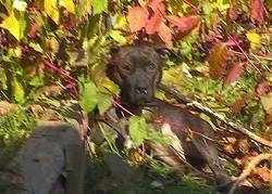 The left side of a black American Pit Bull Terrier that is laying down in a bunch of leaves and it is looking forward.