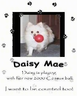 A photo of a Pomeranian with a red ball in its mouth is placed on a flyer. The words - Daisy Mae Daisy is playing with her new 2000 census ball I want to be counted too! - are overlayed.