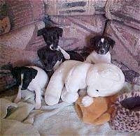 A litter of black and white Rat Terrier puppies are sitting in front of a couch and there is a big white plush bear in front of them.