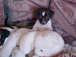 A black and white Rat Terrier puppy is sitting against the back of a couch and there is a big white plush teddy bear in front of it.