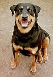A black and tan Rottweiler is sitting in dirt and it is looking up. Its mouth is open and it looks like it is smiling.