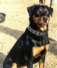 The left side of a black and tan Rottweiler that is sitting in sand, it is looking to the right. Its eyes are golden brown and the dog is wearing a pinch collar.