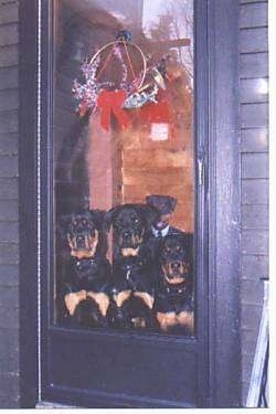 Three black and tan Rottweilers are sitting in front of a glass door and they are looking out of it.