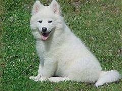 The left side of a fluffy white Samoyed puppy that is sitting in grass, it is looking forward and it is panting.