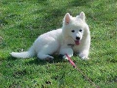 Side view - A white Samoyed puppy is laying in a field, it is looking forward and it is panting.