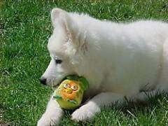 Close up - The upper half of a white Samoyed puppy that is chewing on a gree, yellow and orange plush Angry Birds toy.
