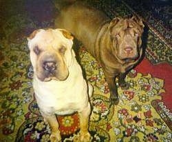 A thick tan Chinese Shar-Pei is sitting on a rug next to a brown Chinese Shar-Pei. They both are looking up. They have slanty eyes and small ears.