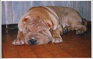 Front side view - A big, thick tan Chinese Shar-Pei dog is sleeping on a tiled floor.