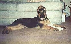 A black and tan German Shepherd is laying in front of a couch, There is a rope toy between its front paws