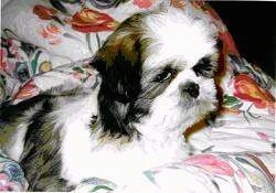 Close up side view - A white with black and tan Shih Tzu puppy is laying across a bed and it is looking to the right.