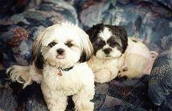 Two Shih Tzus are sitting and laying at the edge of a couch and they are looking up.