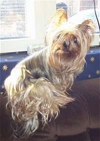 Bus the Silky Terrier sitting on the back of a couch in front of a window sill