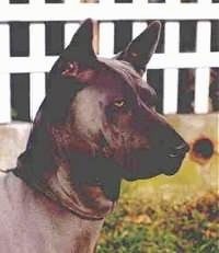 The front right side of a black Thai Ridgeback that is standing outside in grass and it is looking to the right. The dog has light gray eyes, perk ears, a black nose, extra skin on its neck and a square looking snout.