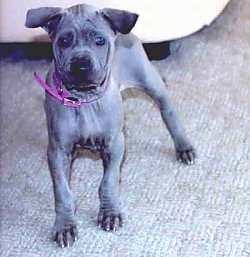 A short haired, extra skinned, wrinkly, gray Thai Ridgeback puppy standing on a carpet and behind it is a couch. It is facing the camera. The pups ears fold forward.