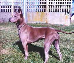 The left side of a brown Thai Ridgeback dog that is standing across a grass surface. Its tail is level with its back.