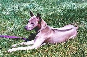 Top down view of the front left side of a blue gray Thai Ridgeback dog laying across a grass surface. It is looking to the left. It has a dark line down the center of its back, perk ears and a gray nose.