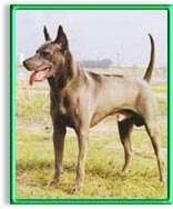 The front left side of a gray Thai Ridgeback dog standing across a grass surface, it is panting and it is looking to the left. The dogs tail is up and it has pointy perk ears and a line down its back.
